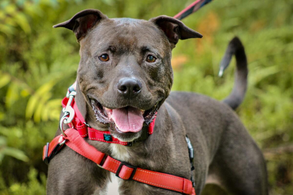CASPCA dog