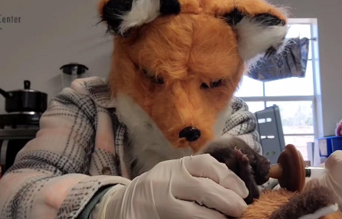 Richmond Wildlife Center kit