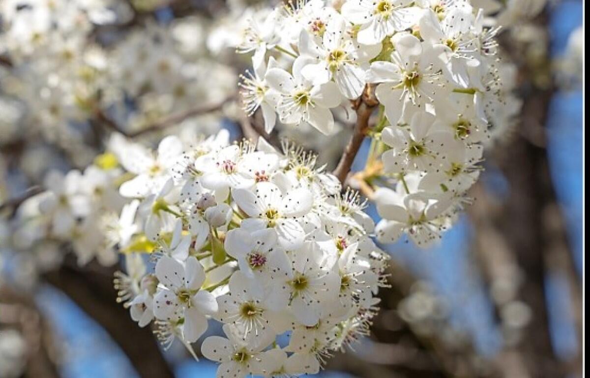 Callery pear tree bloom