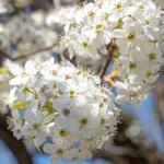 Callery pear tree bloom