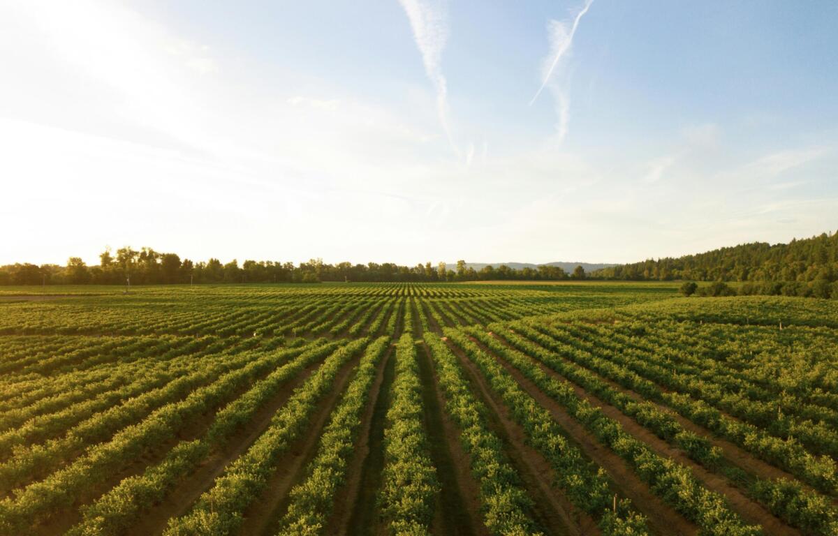 farmland