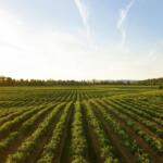 farmland