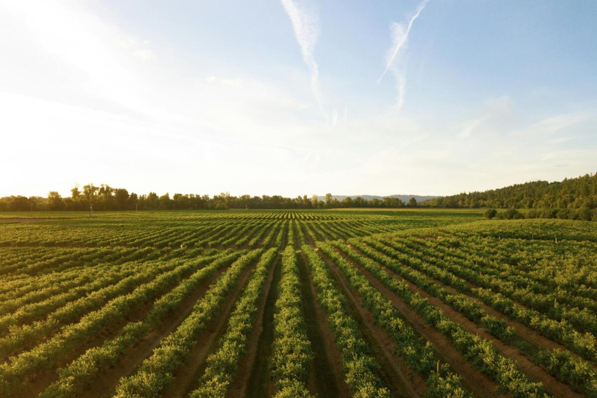 farmland