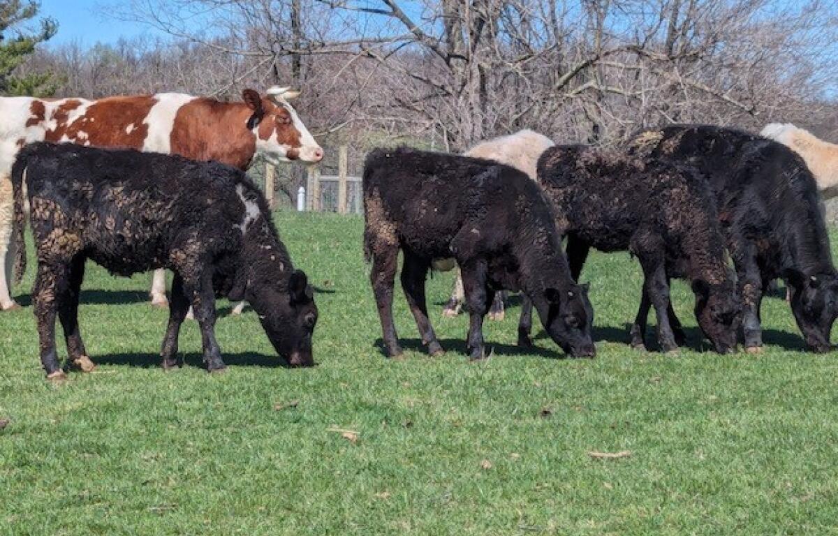 Mt Solon cattle