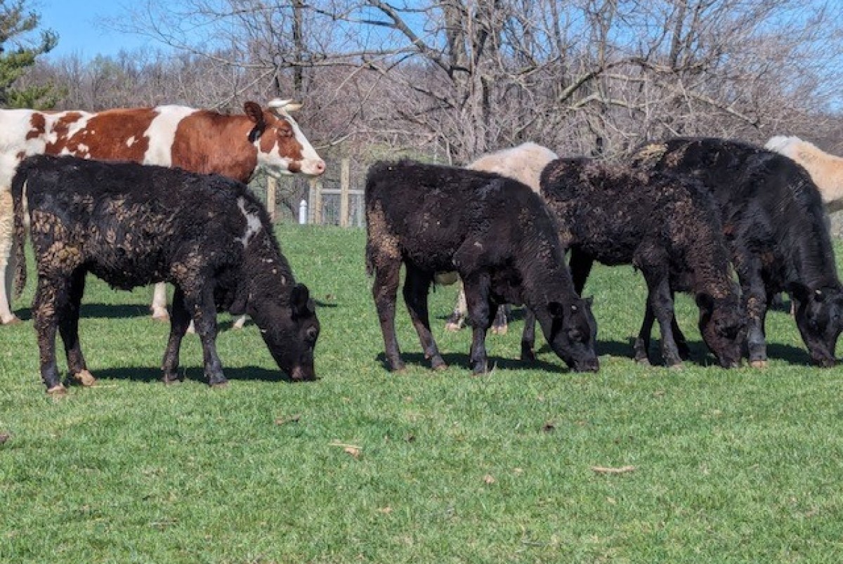 Mt Solon cattle