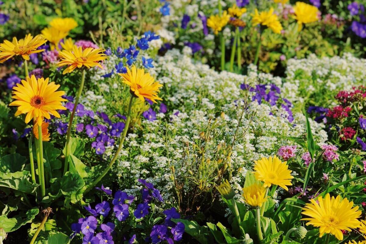 garden