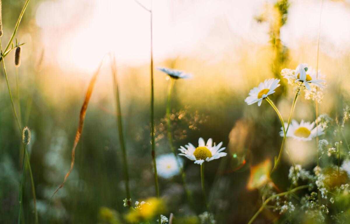spring meadow