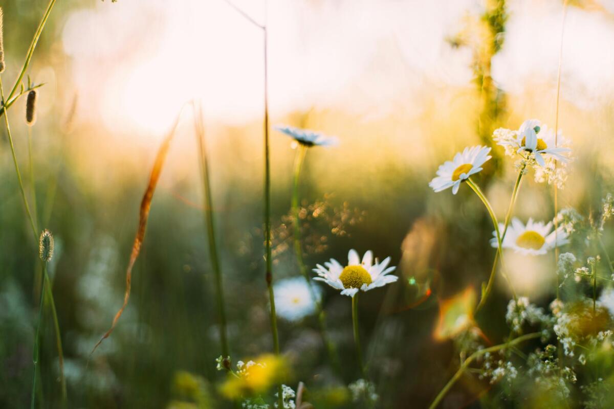 spring meadow