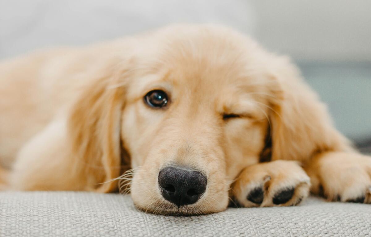 golden retriever