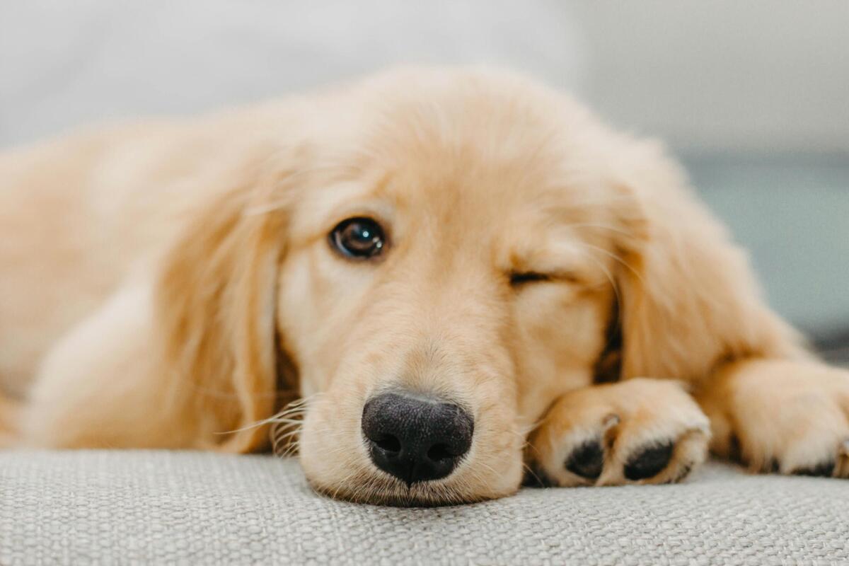golden retriever