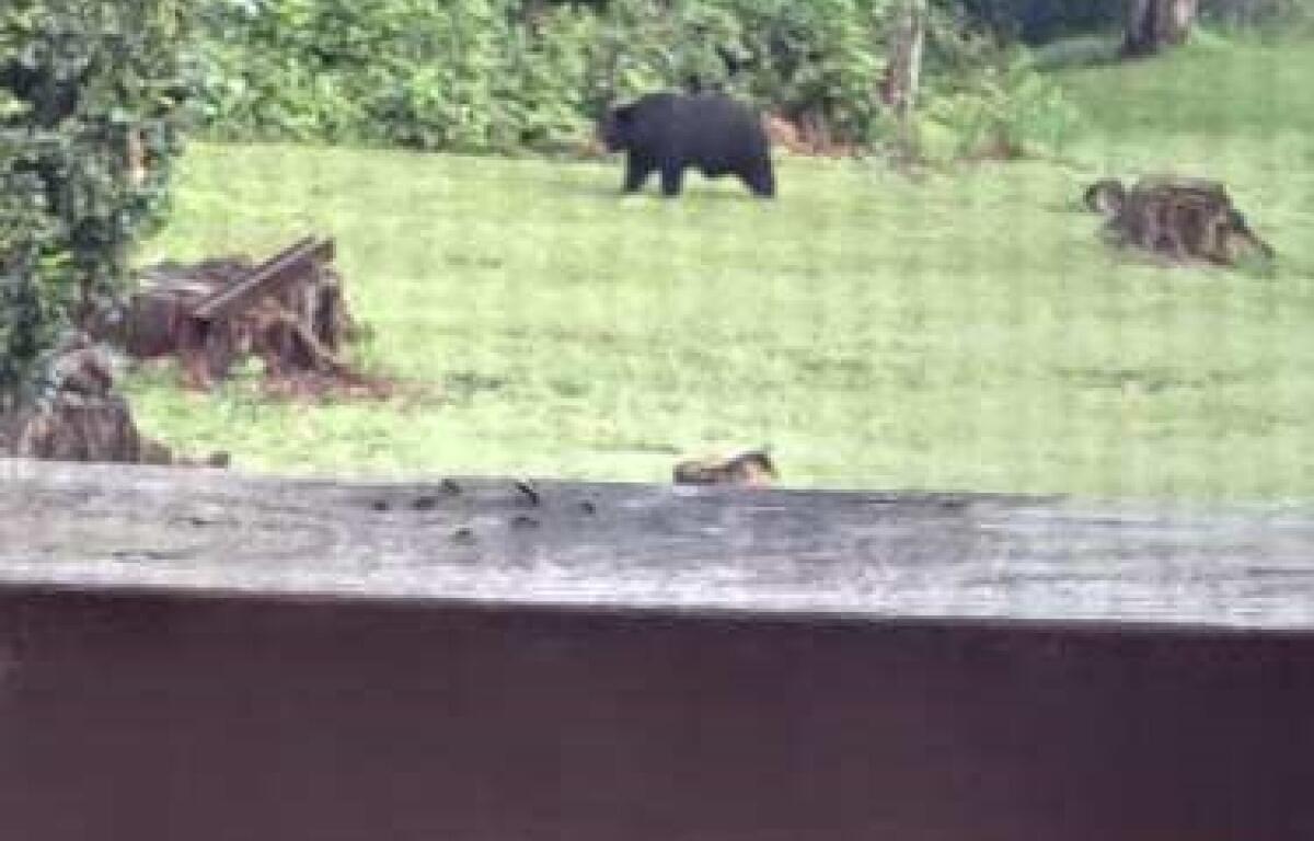 injured Augusta Co bear