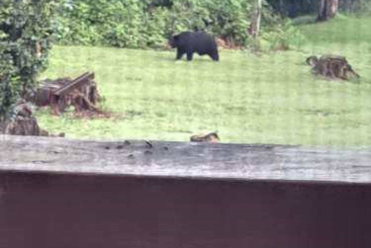 injured Augusta Co bear
