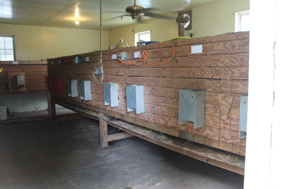 Greene Co puppy mill