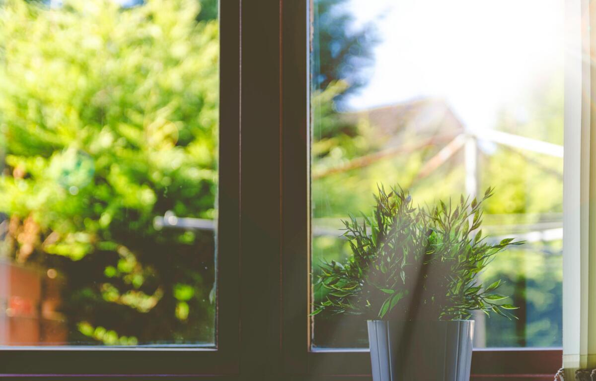 plant in sunlight