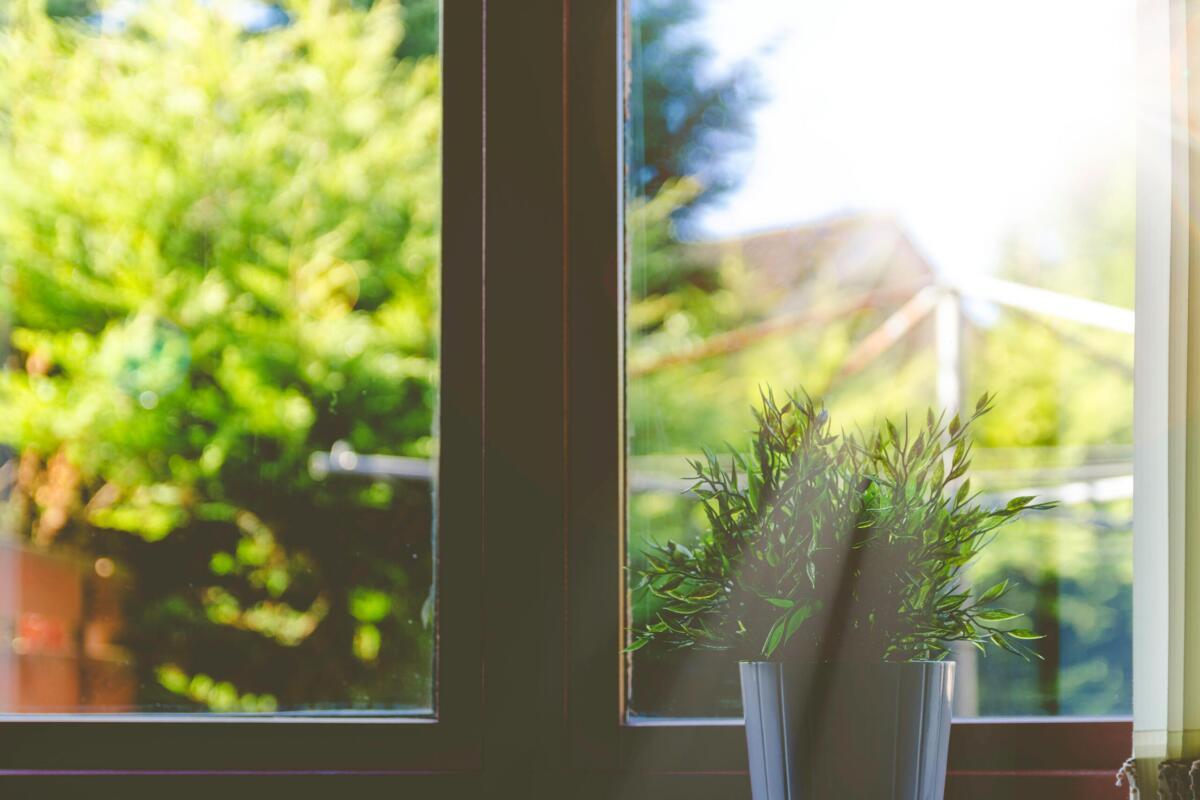 plant in sunlight