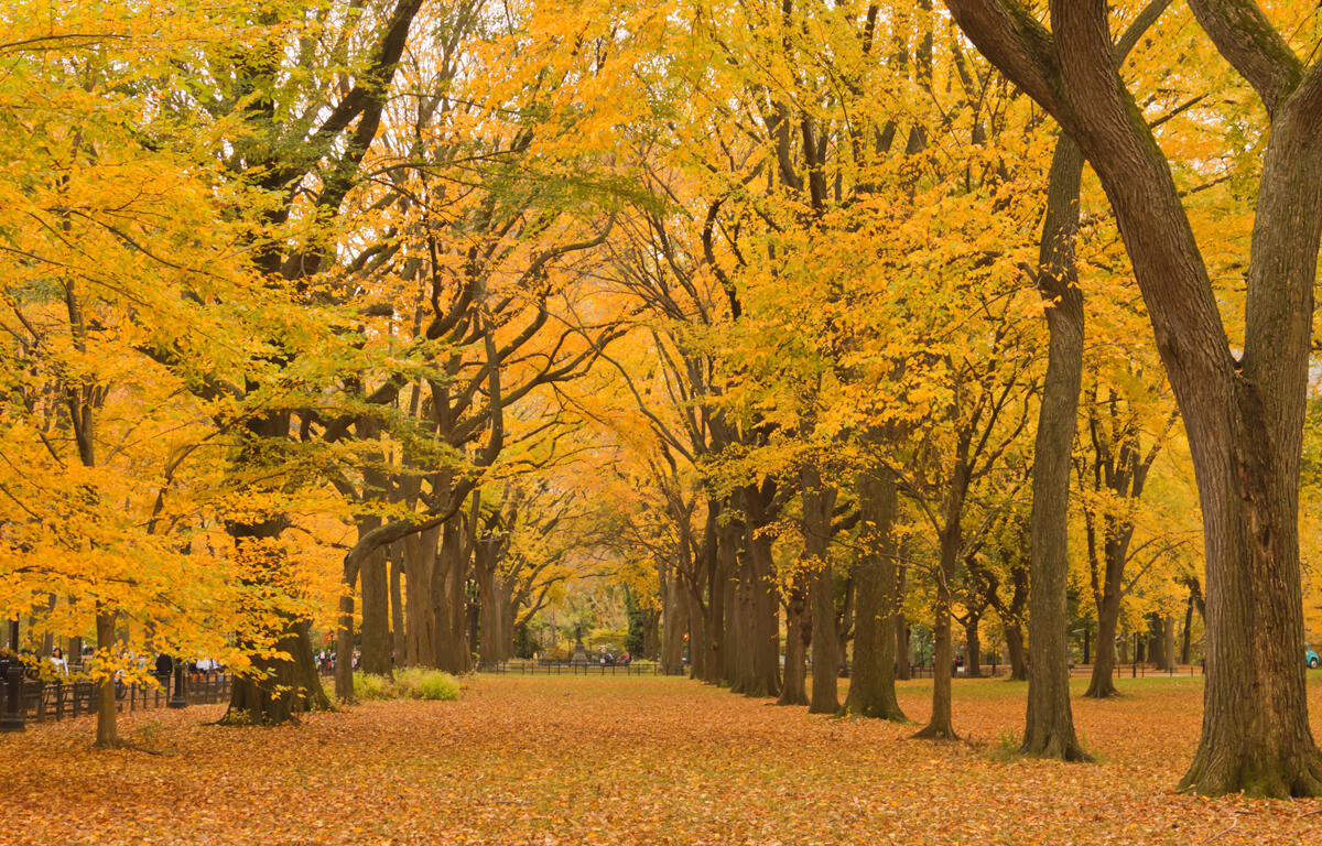 autum leaves