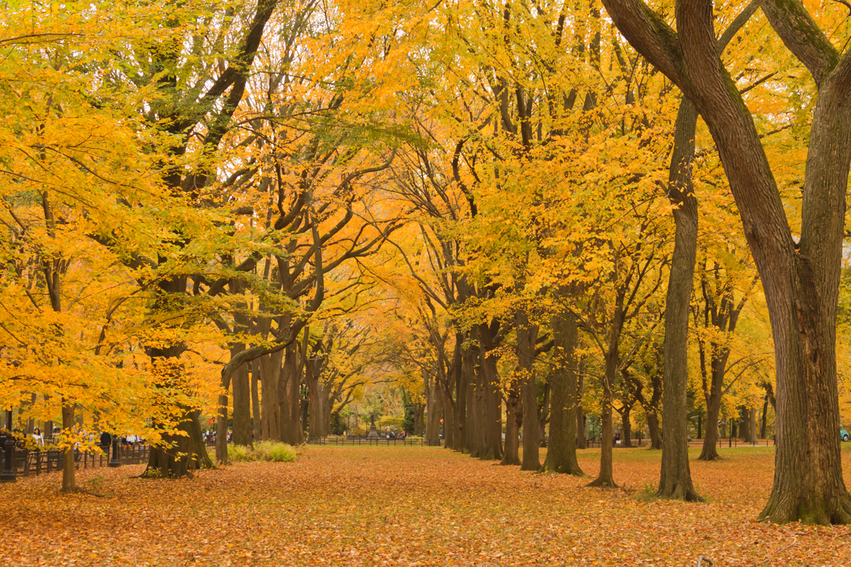 autum leaves