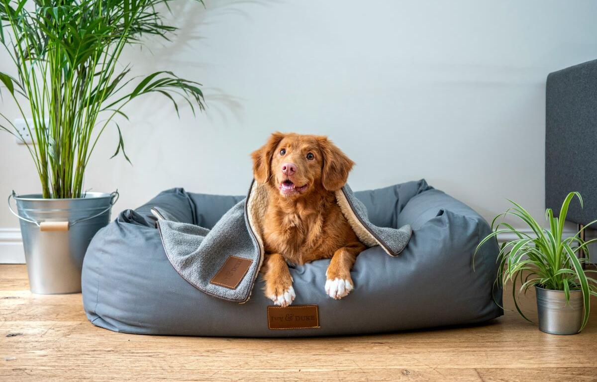 dog on bed