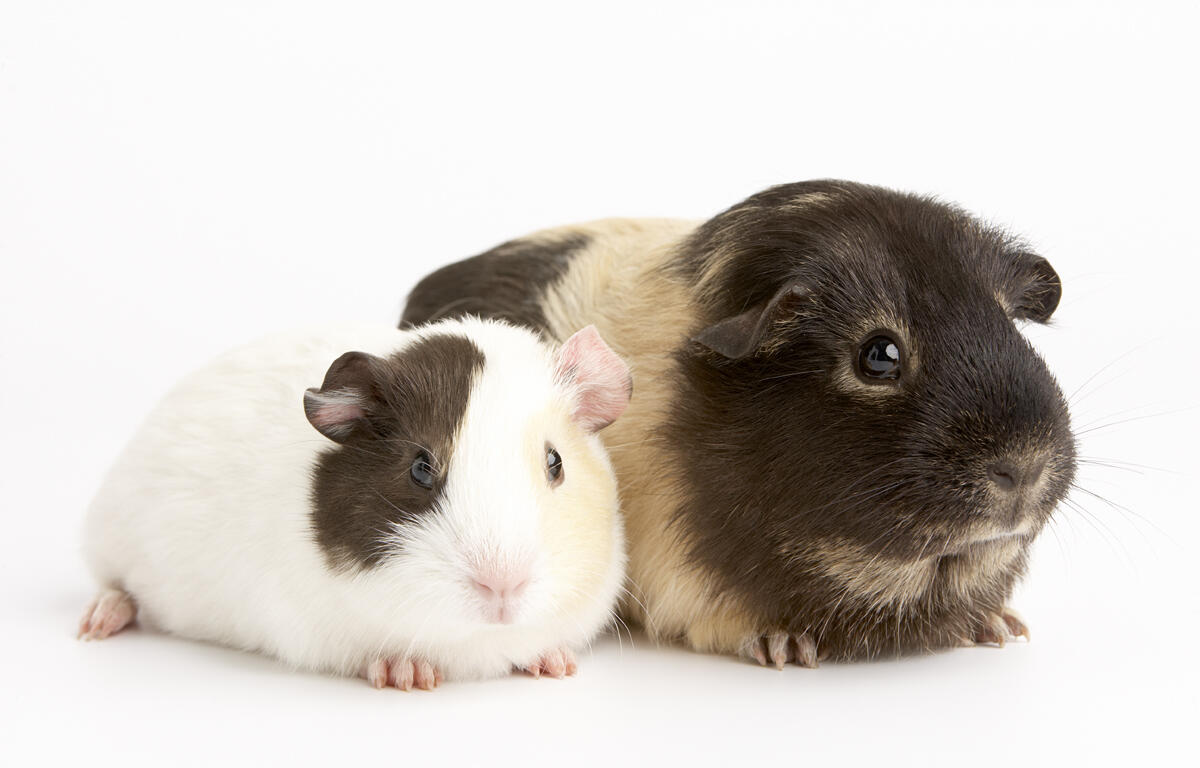 guinea pigs