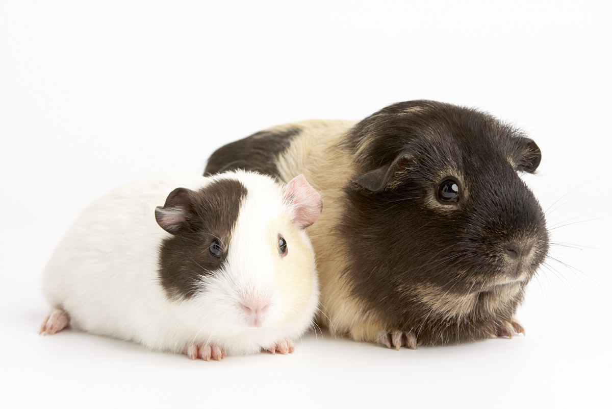 guinea pigs