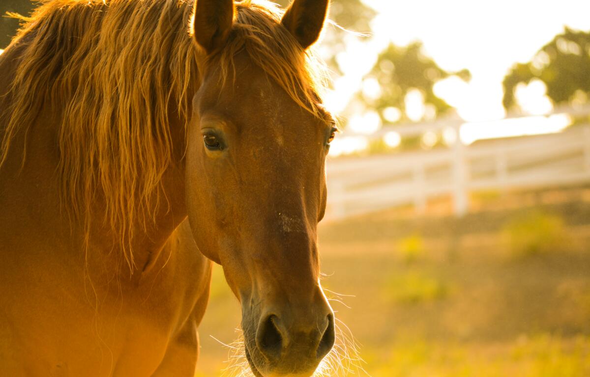 horse