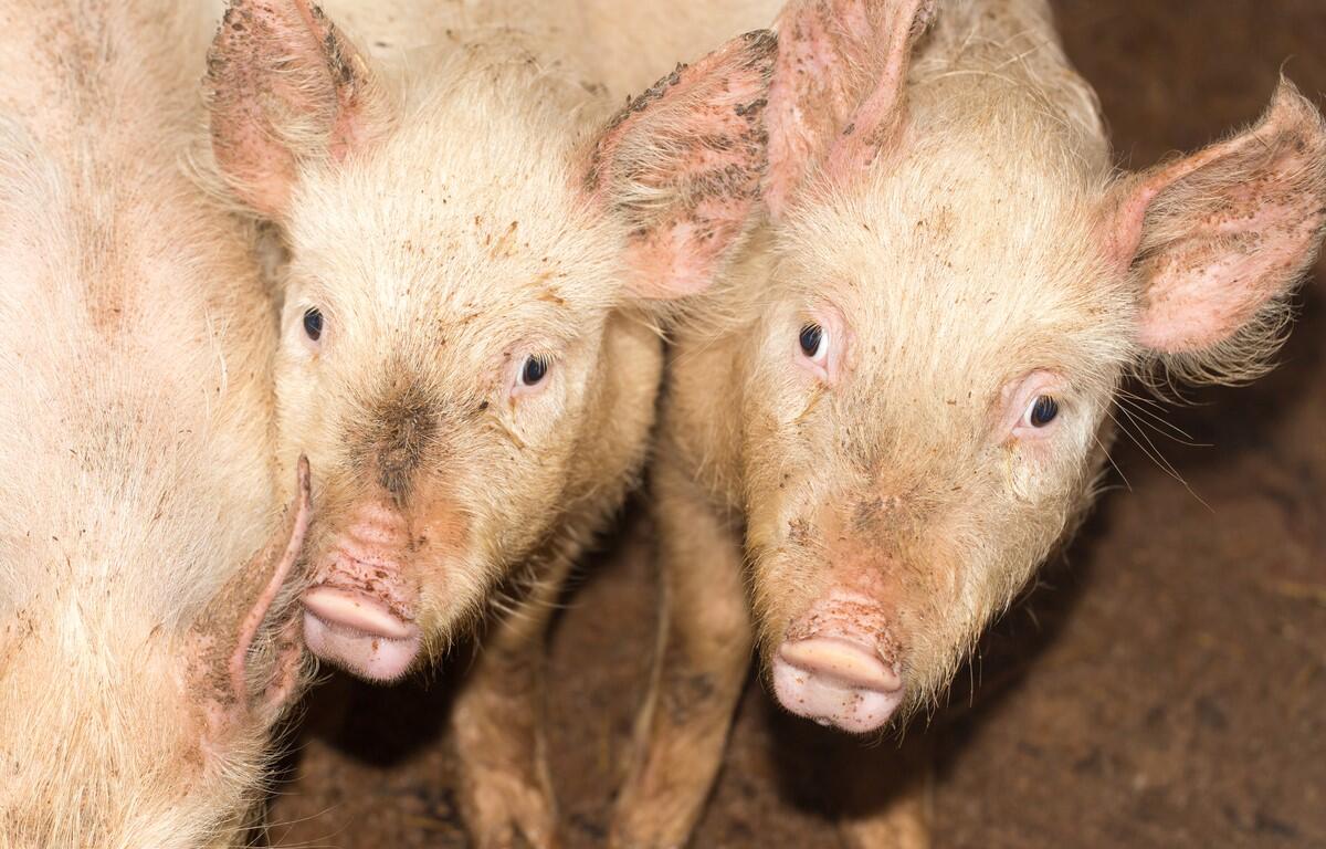 pigs
