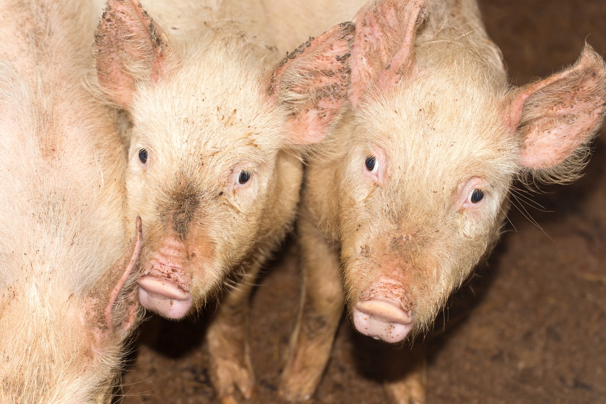 pigs