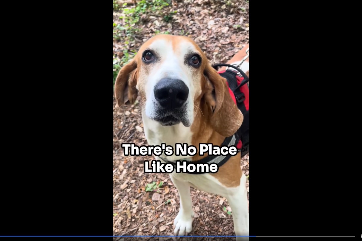 CASPCA National Adopt-A-Shelter-Pet Day spot