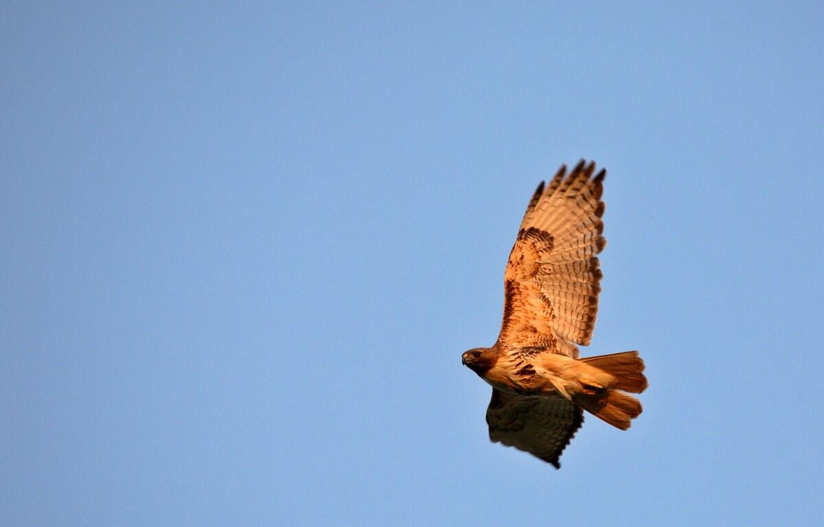 red-tailed hawk
