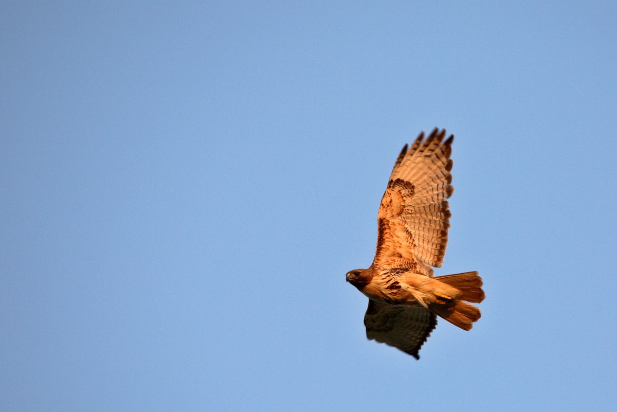 red-tailed hawk