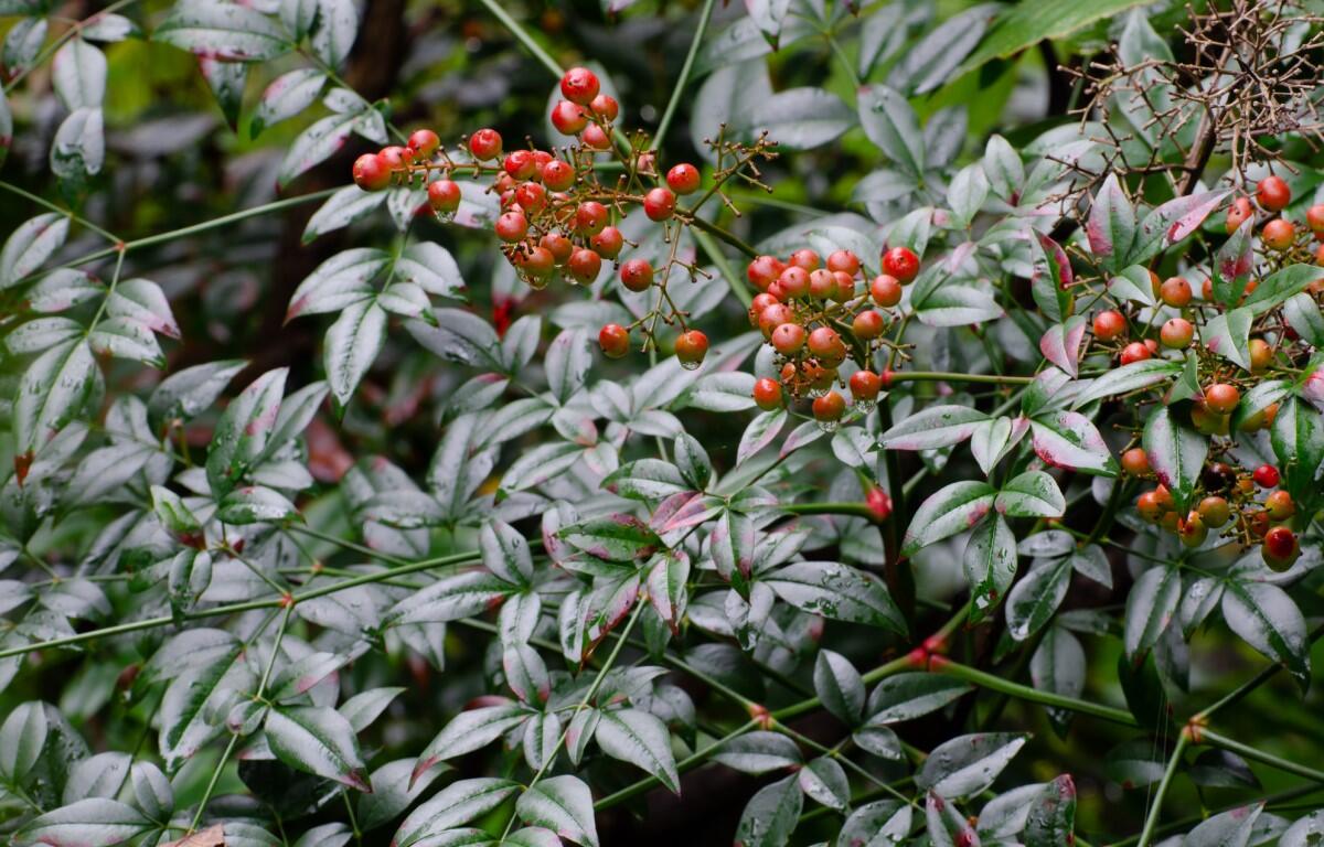 nandina domestica