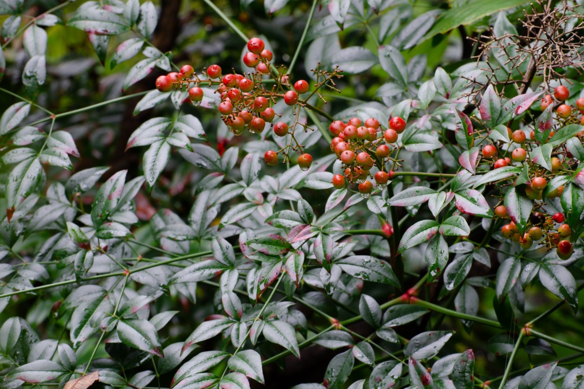 nandina domestica