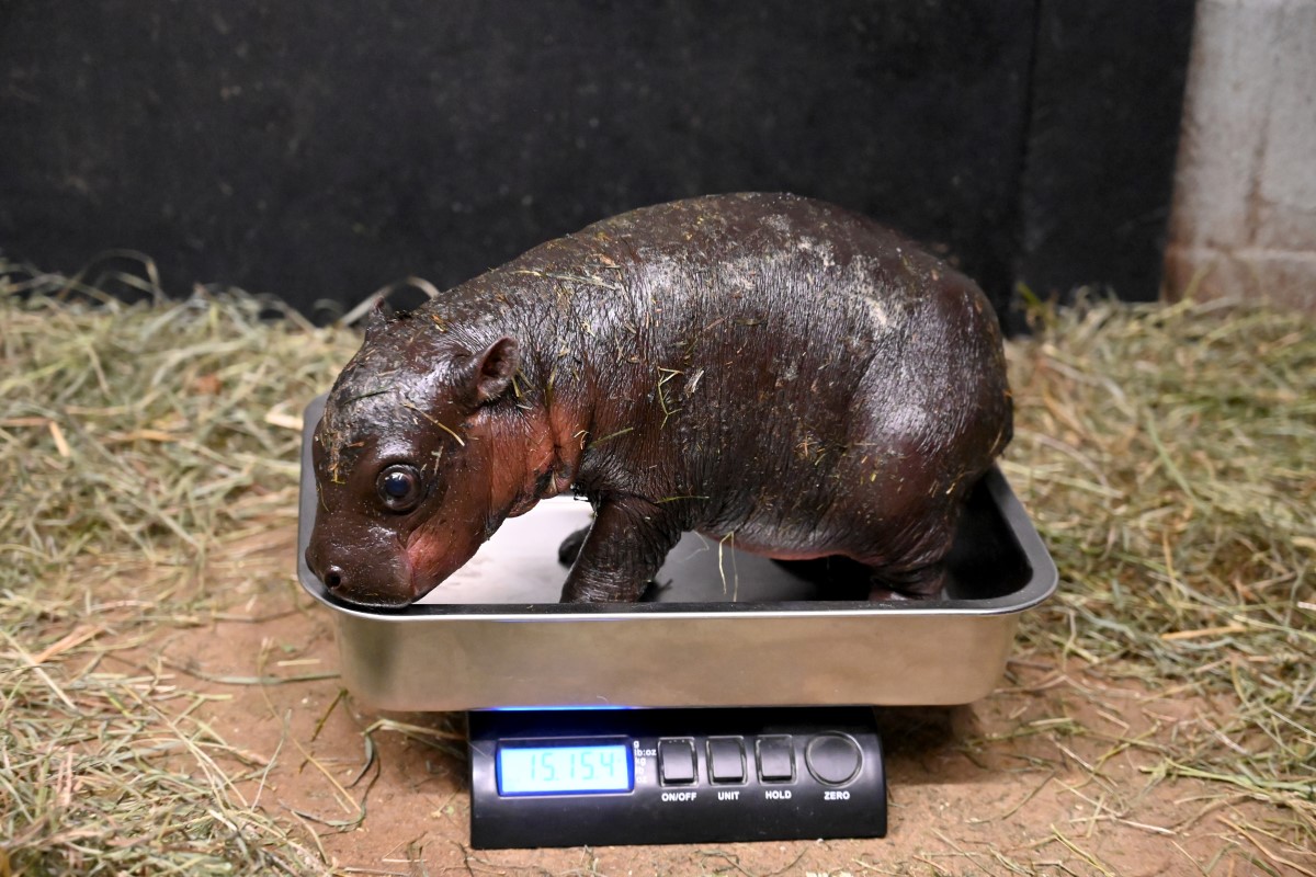 baby pygmy hippo