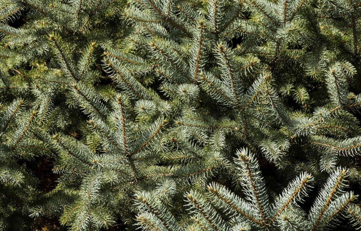 Christmas Tree (Metro)