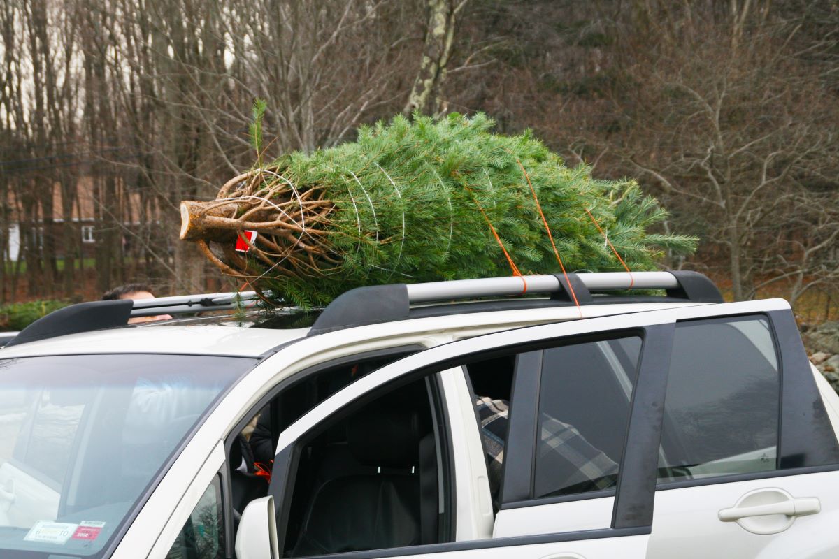 Christrmas Tree on Car (Metro)