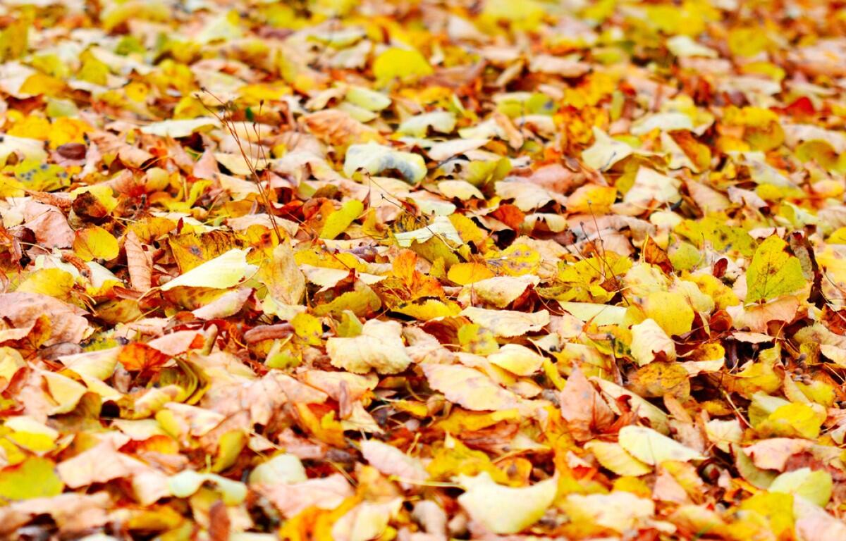 fall leaves