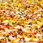 fall leaves