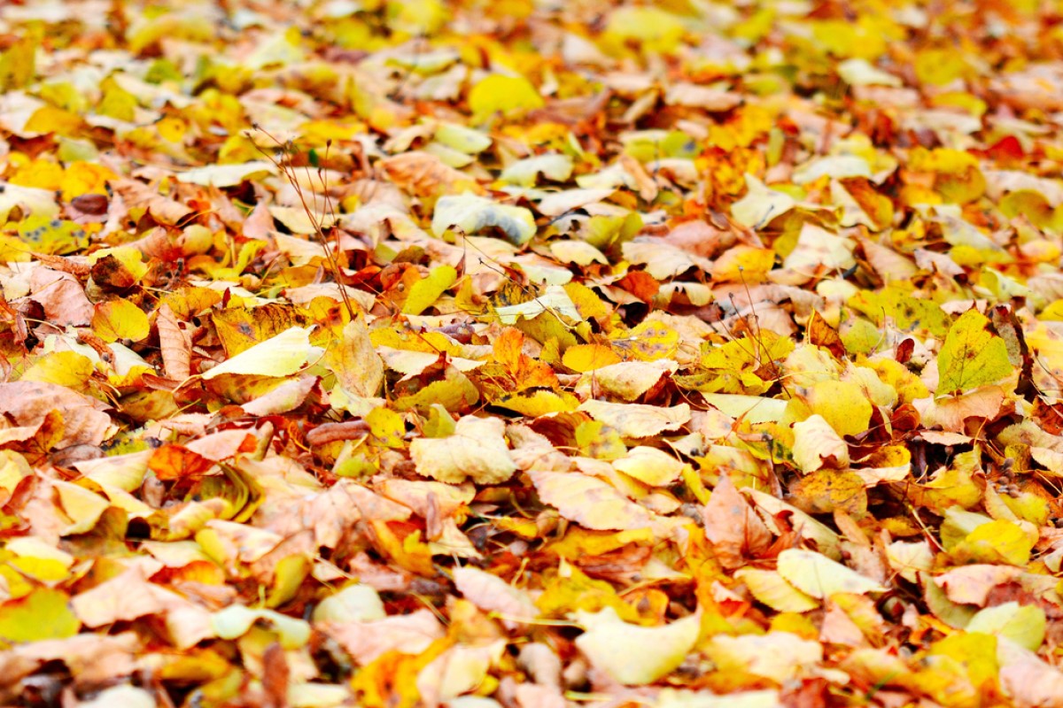 fall leaves