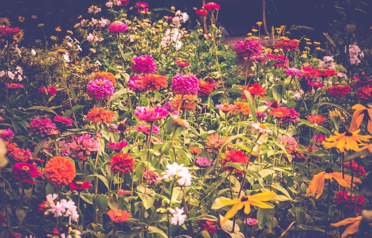 flowers landscape