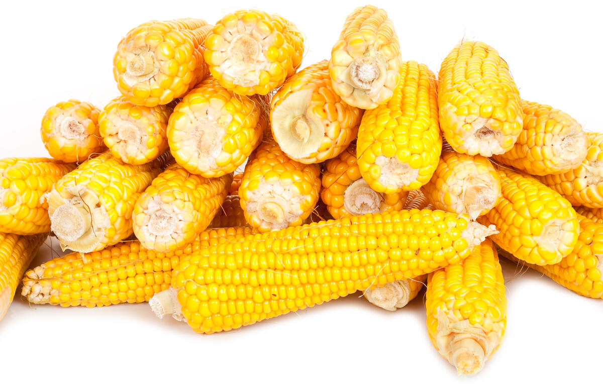 corn cobs
