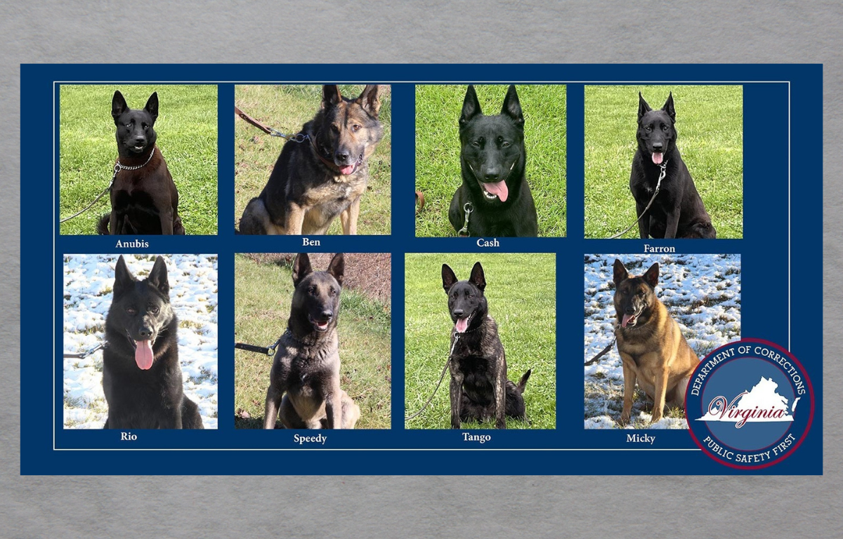 K9 Vests