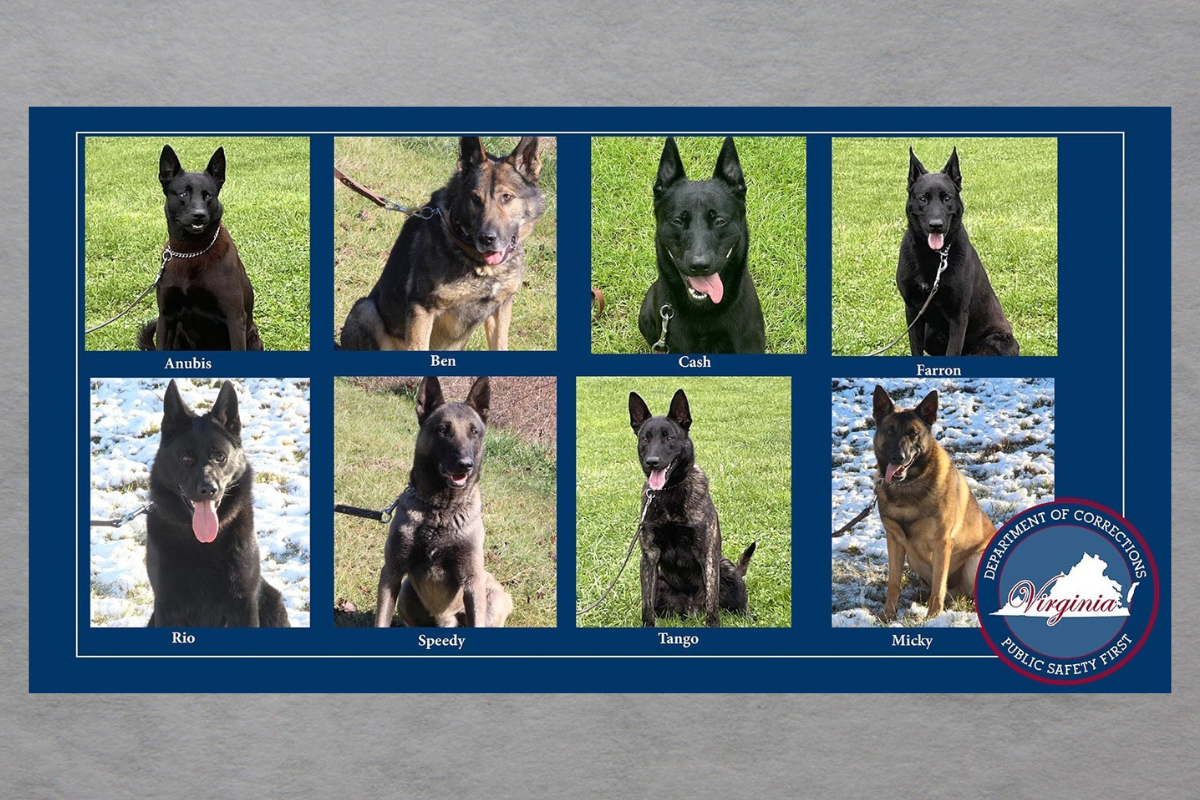 K9 Vests