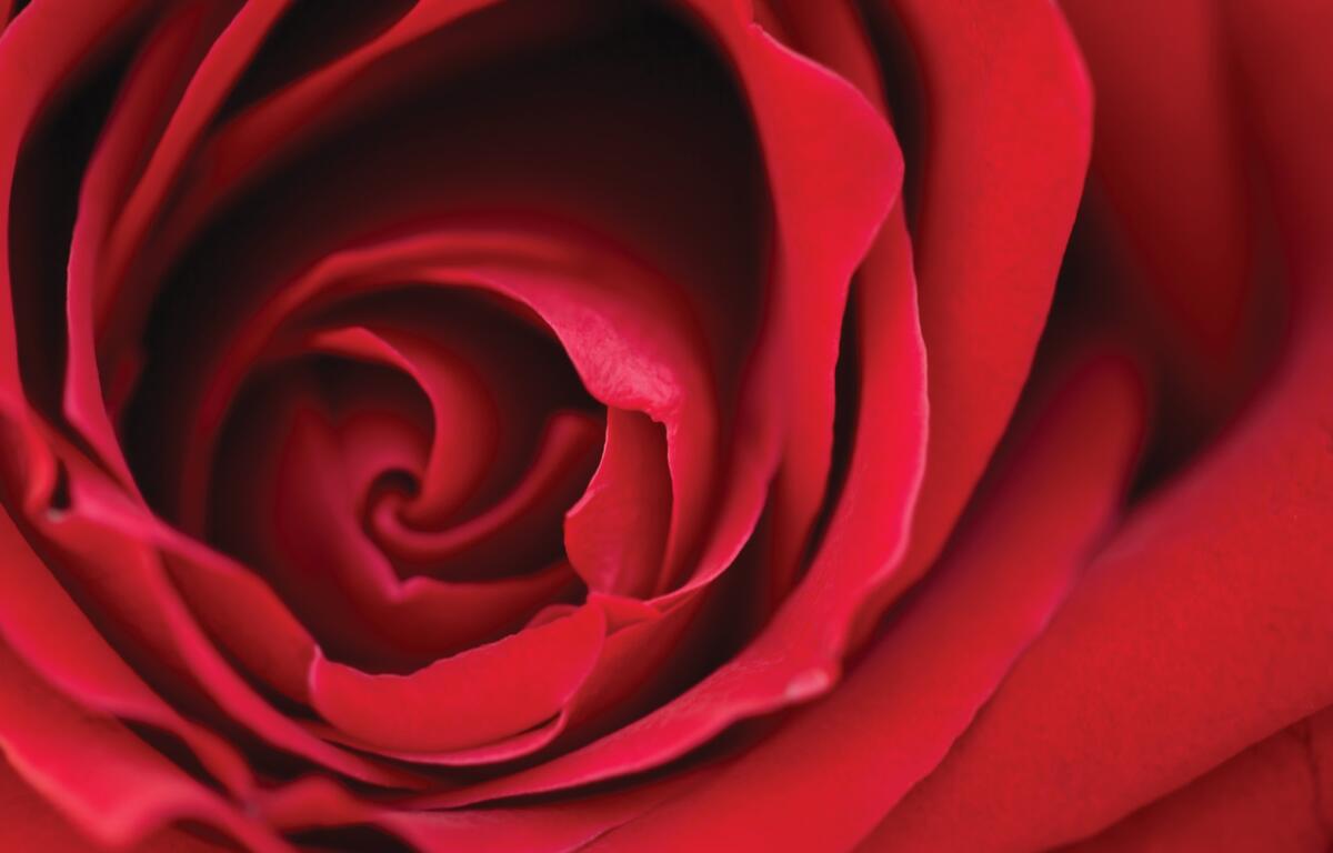 Red Rose_Metro