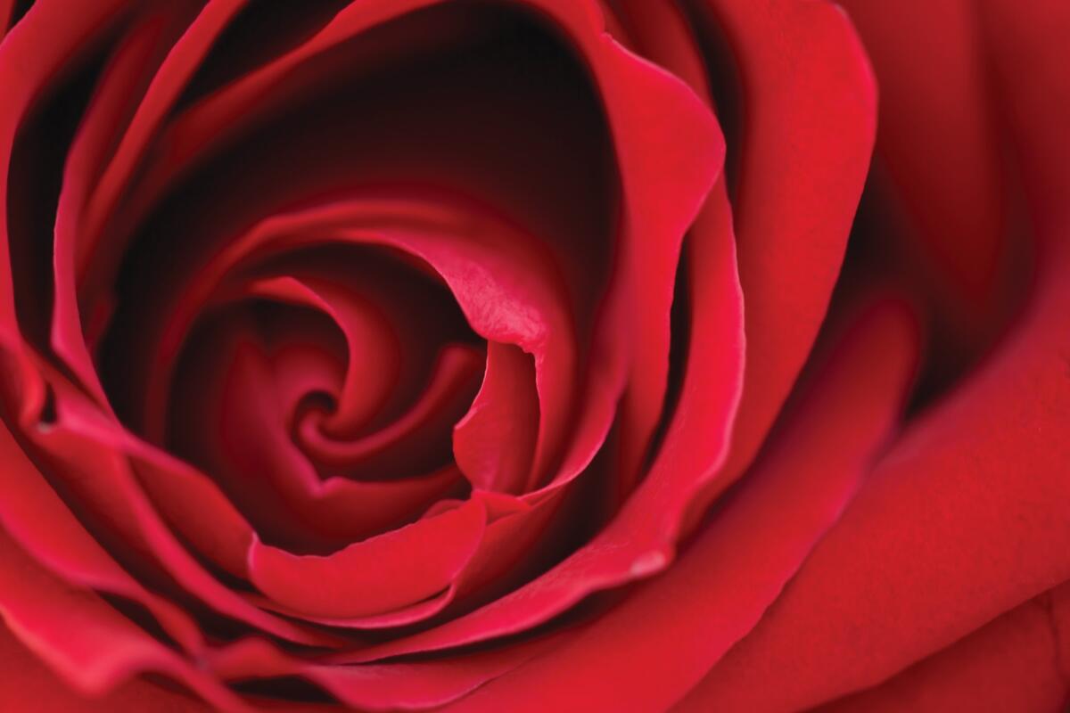 Red Rose_Metro