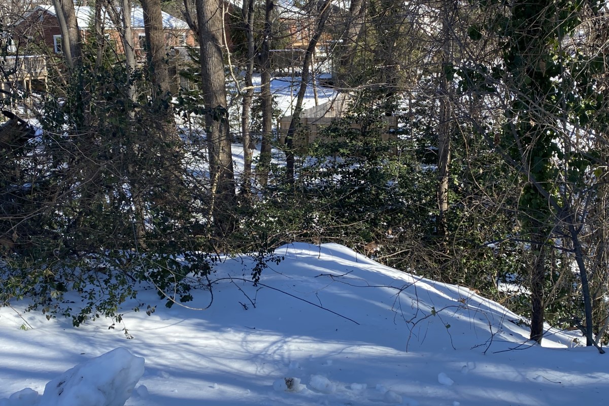 snow cover