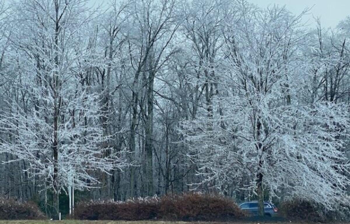 ccy trees