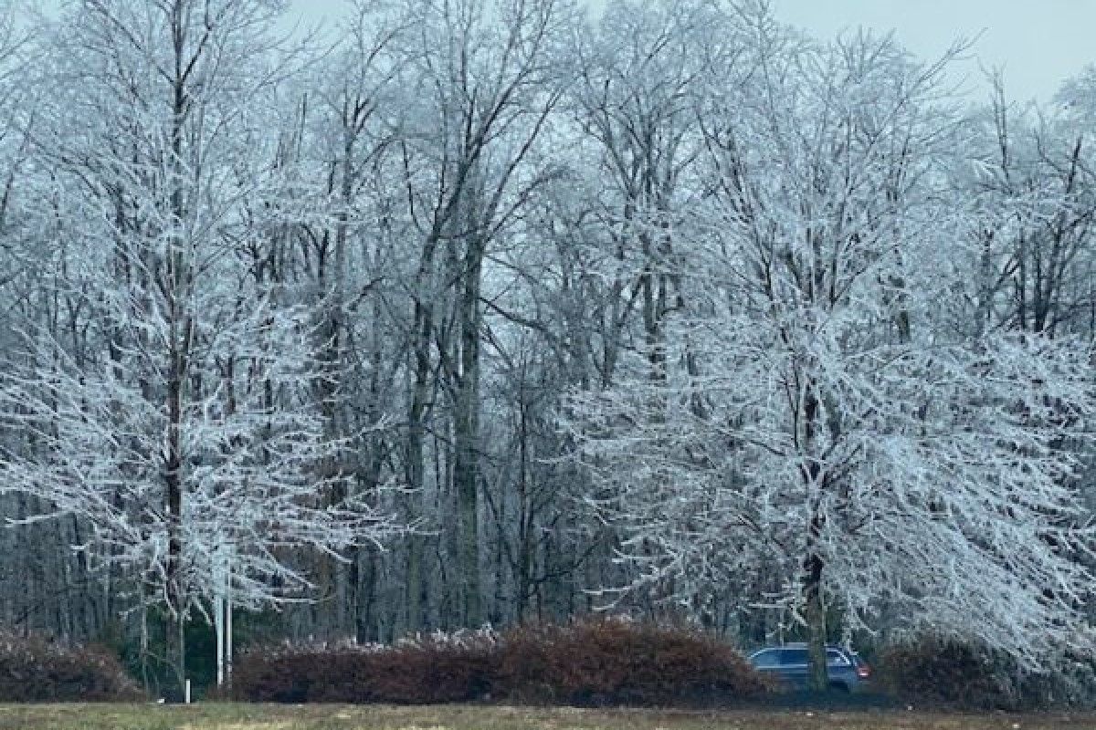 ccy trees