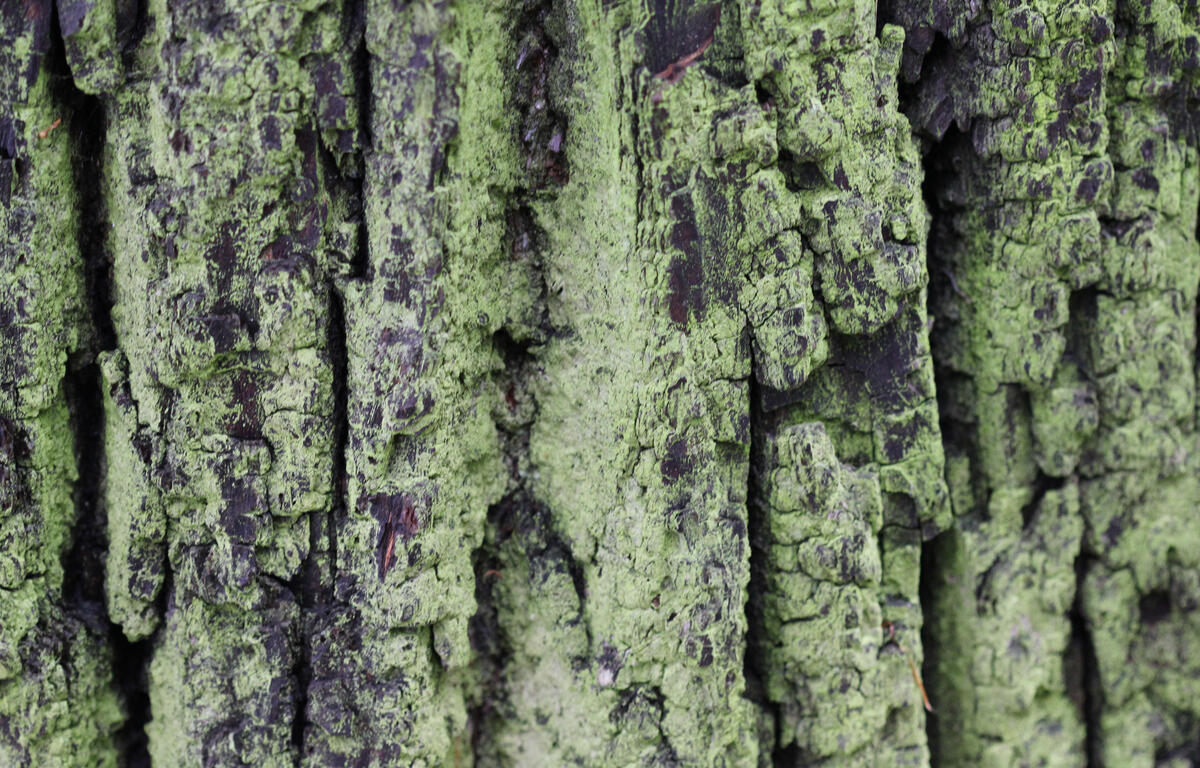 tree bark