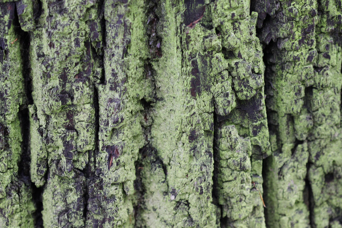 tree bark