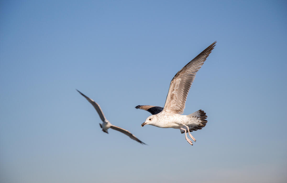 birds flying
